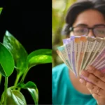 Benefits of Money Plant