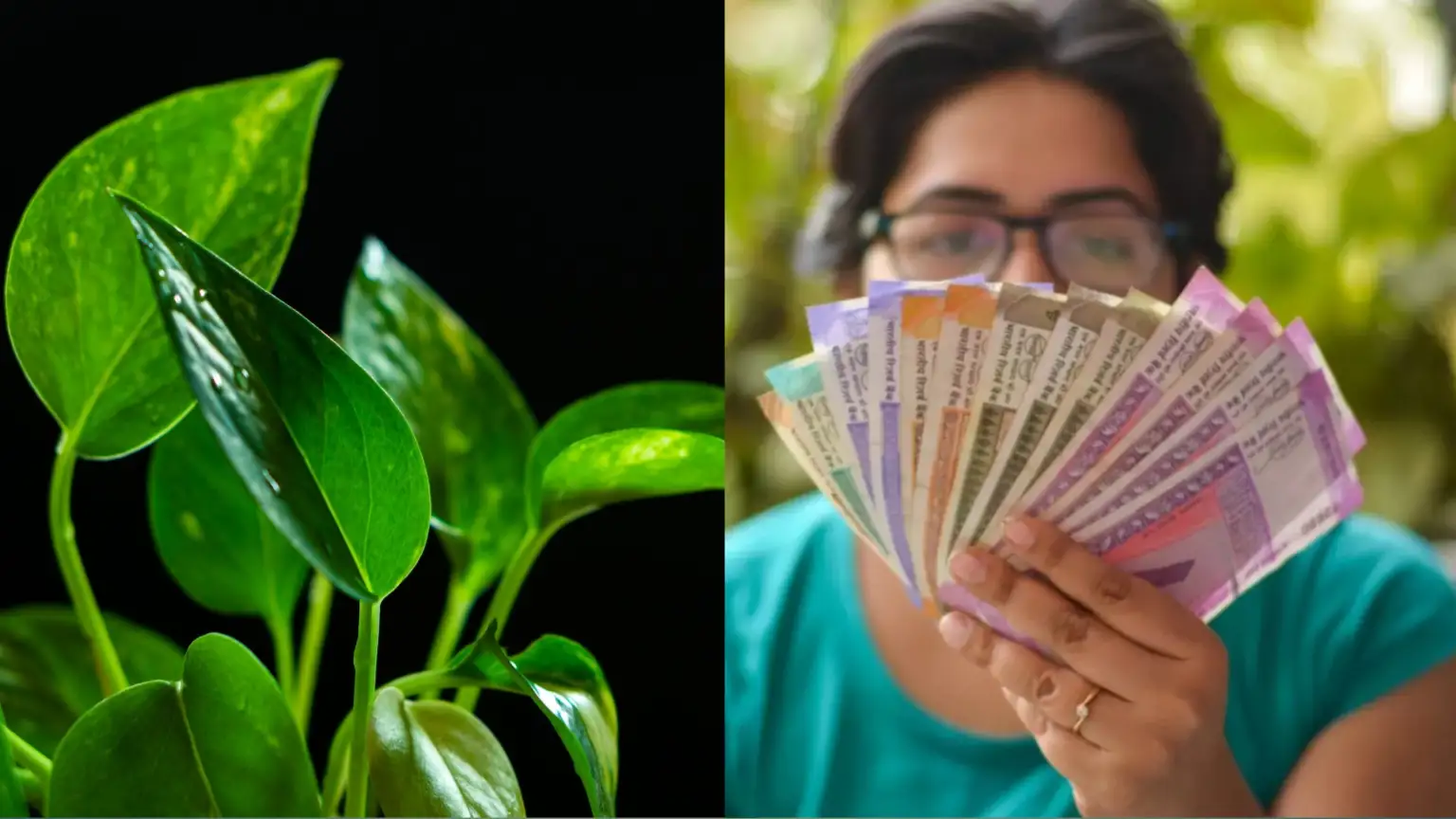 Benefits of Money Plant